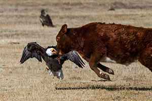 Calf and Eagle Playing