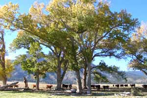 A signature scene in the Carson Valley A signature scene in the Carson Valley