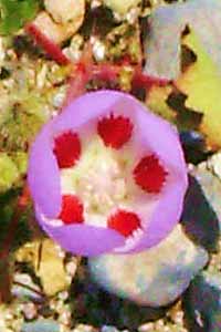 Our wildflower correspondents, the father-son team of John & Brendan Packer, have sent their first batch of spring photos from Death Valley, including this brilliant specimen. photo by John & Brendan Packer