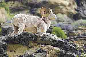 Bighorn Sheep in the Rubies