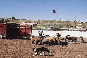 The National Basque Festival in Elko is one of the most colorful and unusual celebrations in the USA. This is a bedrock Nevada event, scheduled for July 3-6; you should go. The National Basque Festival in Elko is one of the most colorful and unusual celebrations in the USA. This is a bedrock Nevada event, scheduled for July 3-6; you should go.