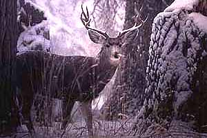 The Rubies are beautiful any time of year