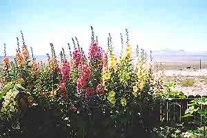 Beauty is where you find it: Hollyhocks in Gabbs.