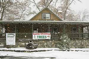 Silver-tip fir trees, Ponderosa pine and other locally grown evergreen trees are available every year just after Thanksgiving. Silver-tip fir trees, Ponderosa pine and other locally grown evergreen trees are available every year just after Thanksgiving.
