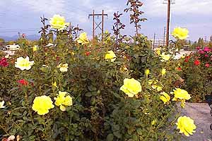 Hawthorne's Memorial Rose Garden is a monument to love and remembrance.