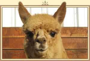 An alpaca