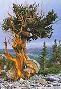 Great Basin National Park Great Basin National Park