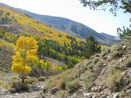 Success Summit Loop Road, Schell Creek Mountains, Nevada