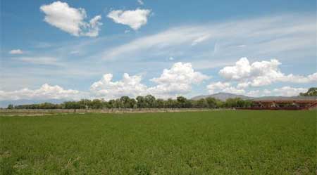 Alfalfa Farm, Lovelock Nevada