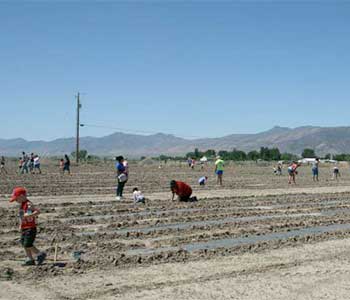 Lazy P Adventure Farm, Winnemucca Nevada