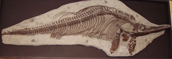 Ichthyosaur