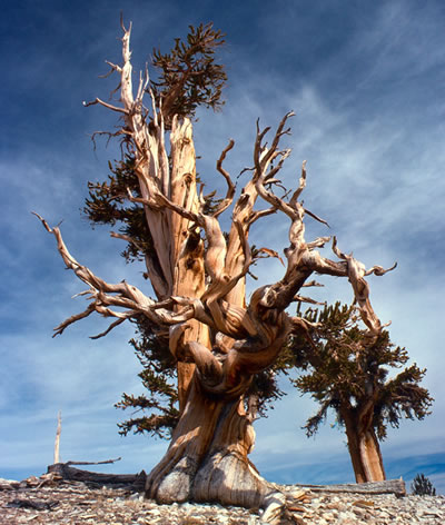 Bristlecone Pine