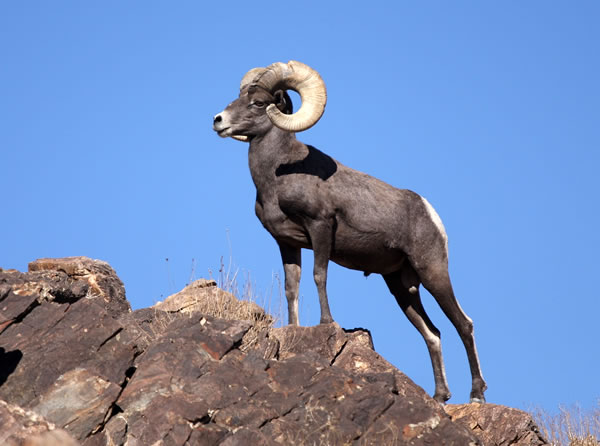 Desert Bighorn Sheep