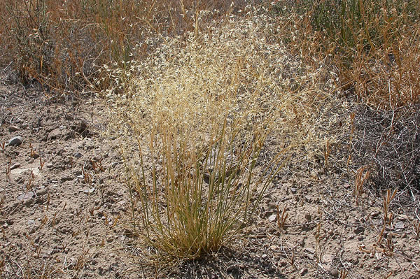 Indian Ricegrass