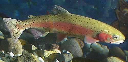 Lahontan Cutthroat