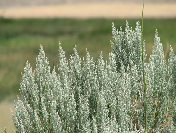 Nevada Sagebrush