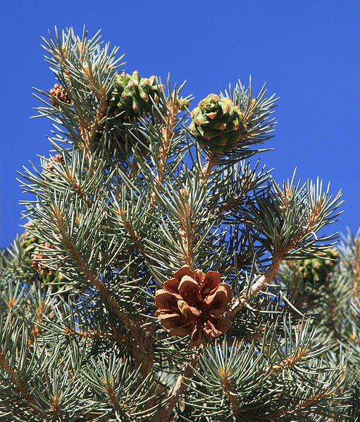 Pinyon Pine