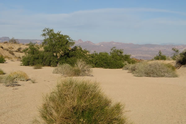 South of Laughlin is Nevada's Lowest Point