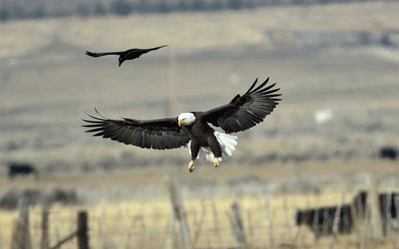 Eagles and Agriculture in Carson Valley Nevada