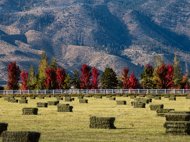 Autumn in Carson Valley Nevada