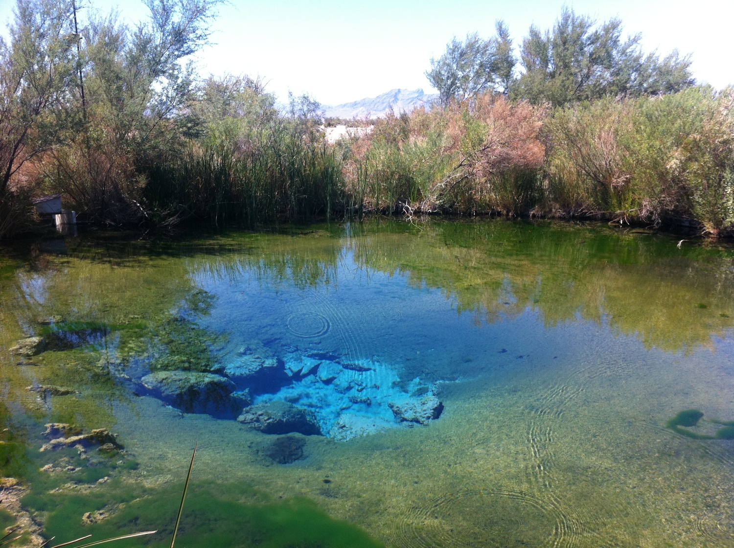 Nevada Wildlife, Wildlife Refuges in Nevada