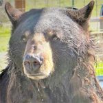 Ben at Safe Haven Wild Animal Refuge Nevada