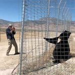 photo tourist shoots Teddy at Safe Haven Wild Animal Refuge Nevada