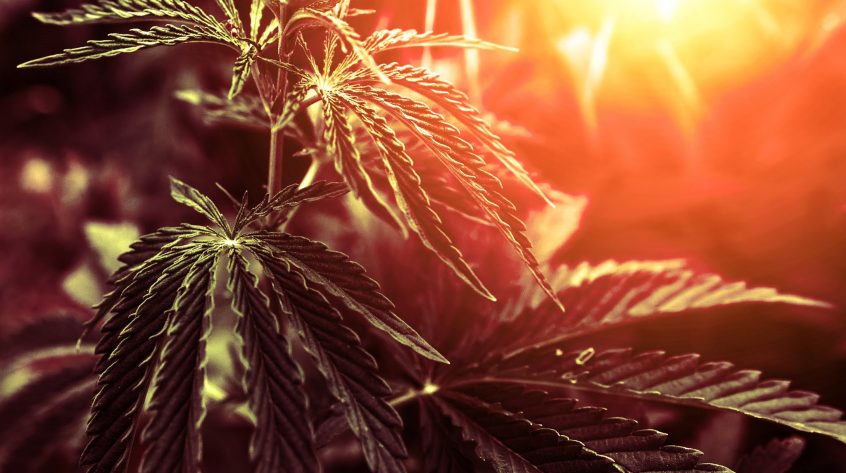 Acres Cannabis – Ely